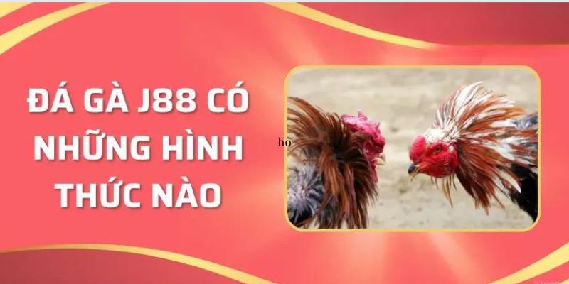 J88Một số kiểu thi đấu đá gà J88 được yêu thích nhất