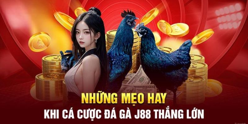 Các chiến lược cá cược chọi gà hiệu quả