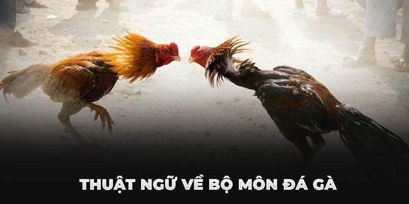 Chọi gà có không ít thuật ngữ liên quan