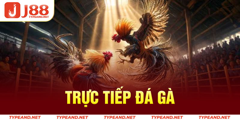 Trực tiếp đá gà